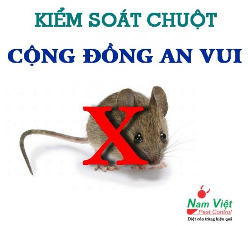 Dịch vụ kiểm soát chuột giá rẻ ở Hồ Chí Minh