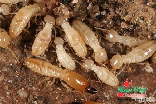 Dịch vụ diệt mối tại Tuy Phước