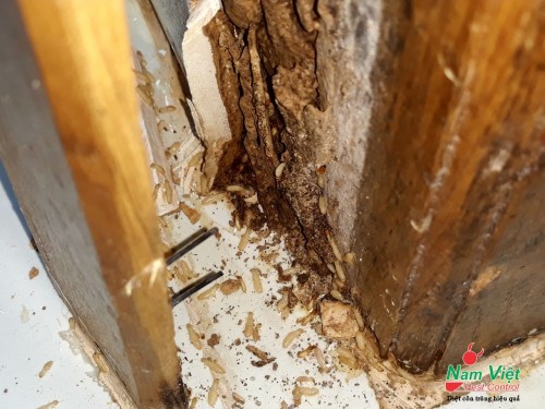 Dịch vụ diệt mối tại Tây Sơn