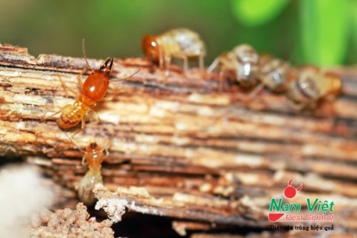 Dịch vụ diệt mối tại Phù Mỹ