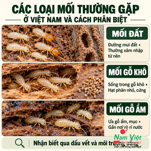 Các loại mối thường gặp ở Việt Nam và cách phân biệt