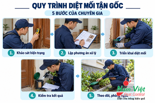 Quy trình diệt mối tận gốc 5 bước của chuyên gia