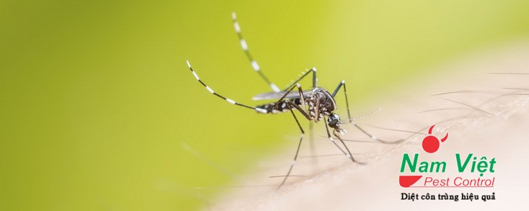 Đặc điểm muỗi Aedes Aegypti (muỗi vằn) truyền bệnh sốt xuất huyết