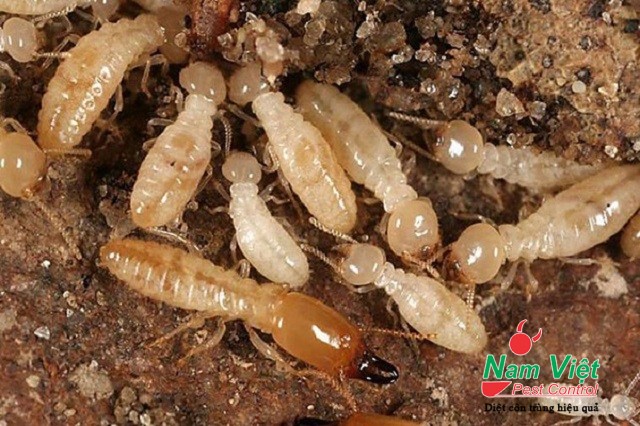 cách diệt mối9